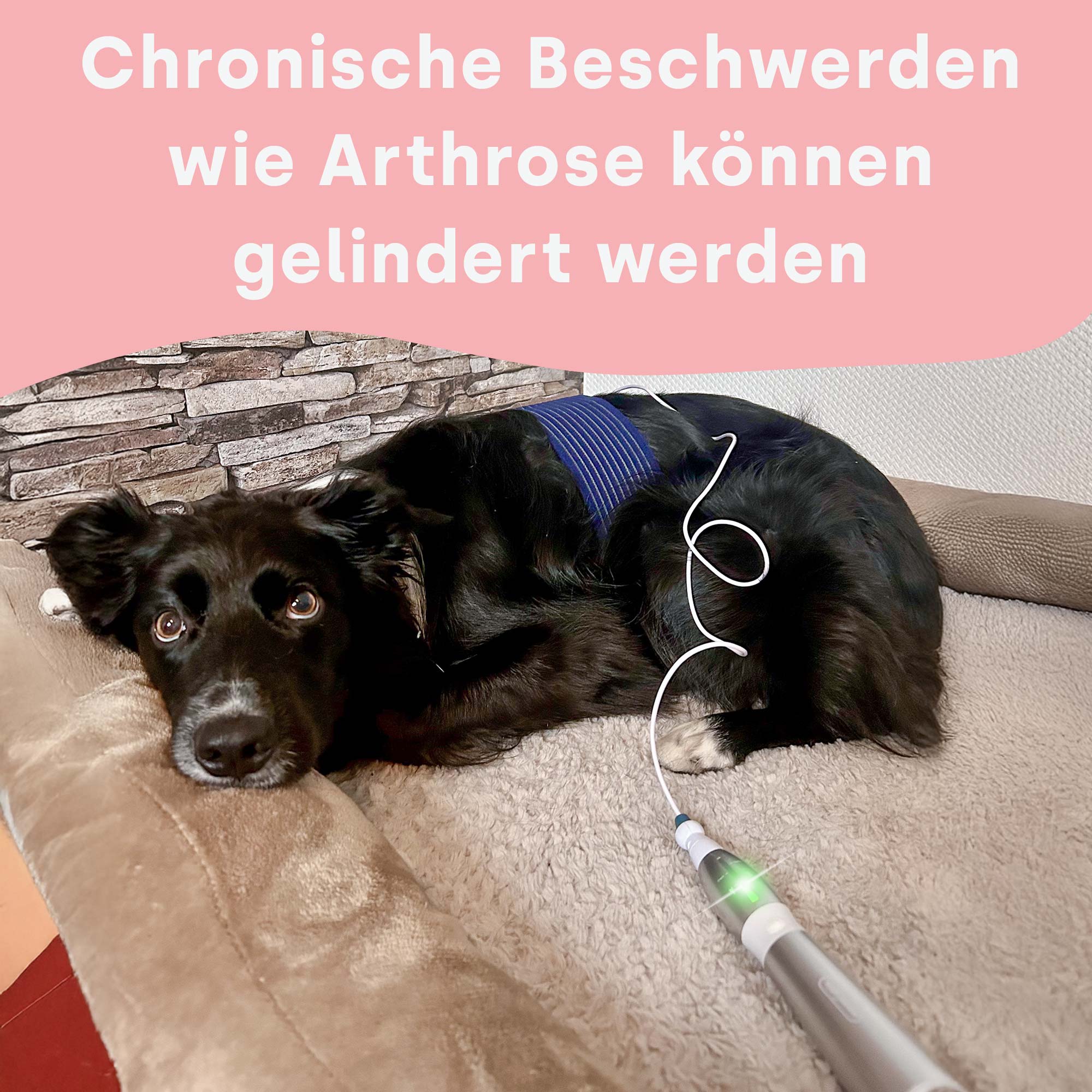 emmi-pet Physio Set PLUS