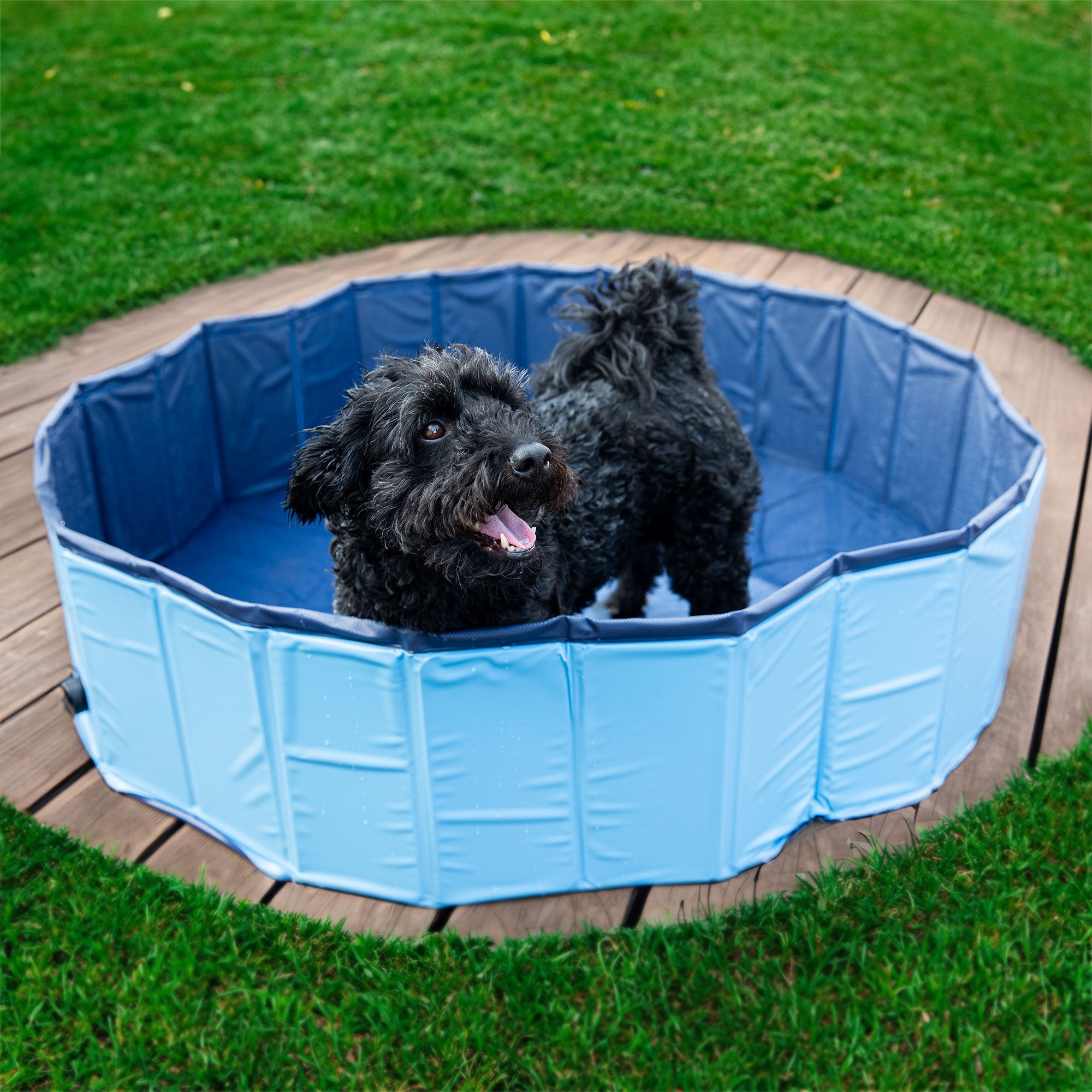 piscina per cani