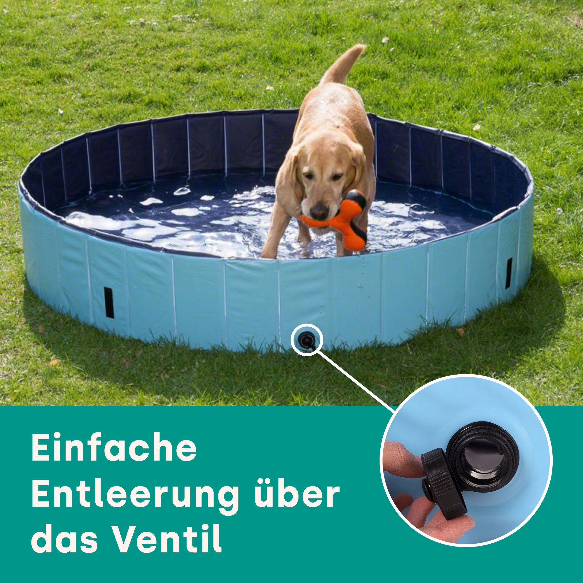 piscina per cani